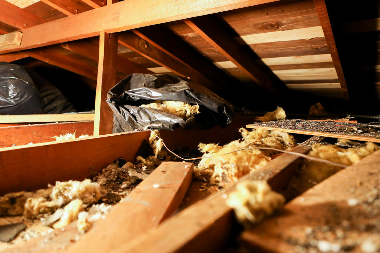 Gallery Rodent Control in Los Angeles, CA Rodent Control Near Me