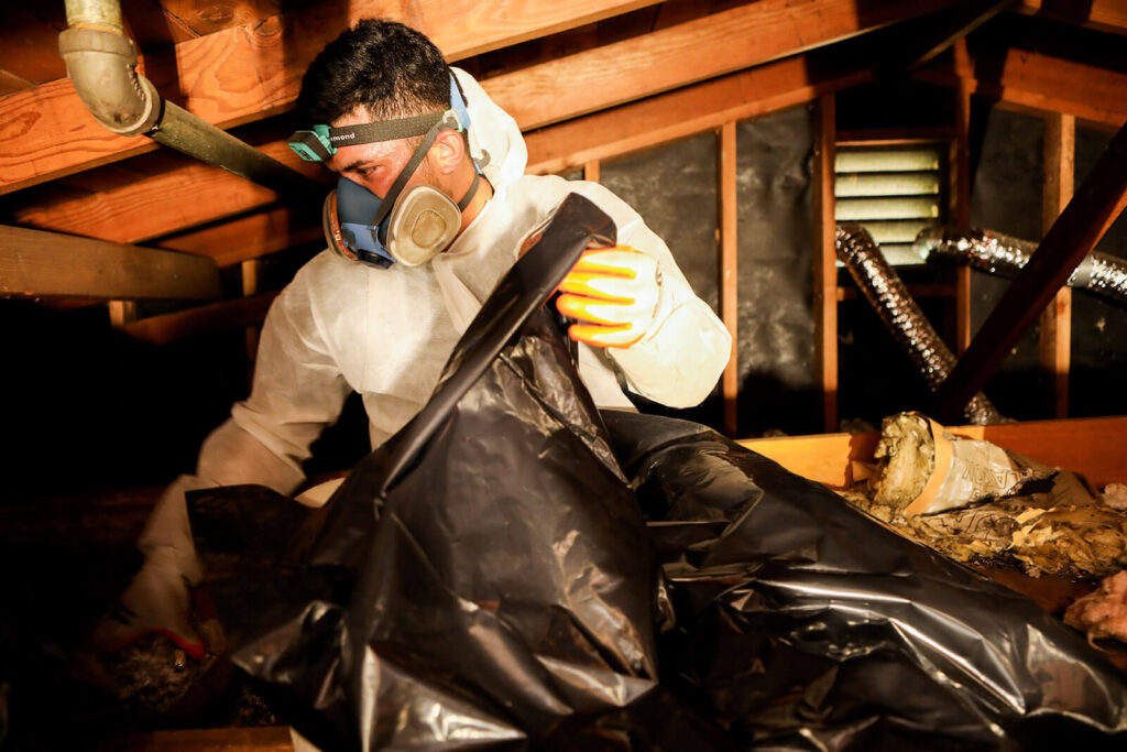 Attic decontamination – expert rodent cleanup & sanitation