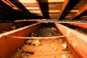 Rodent droppings and nesting debris between attic joists before professional cleanup