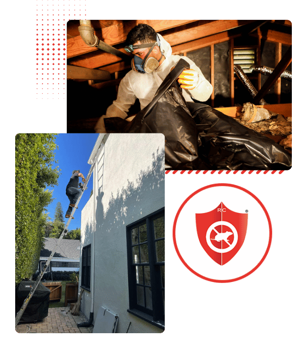 Rodent removal & proofing – expert attic cleanup and pest control