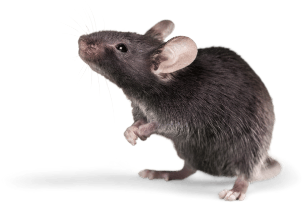 Rodent removal services – expert mouse control and extermination