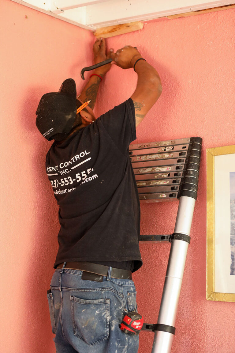 Rodent Control Inc technician on a ladder sealing a rodent entry point where the wall meets the ceiling during an exclusion job