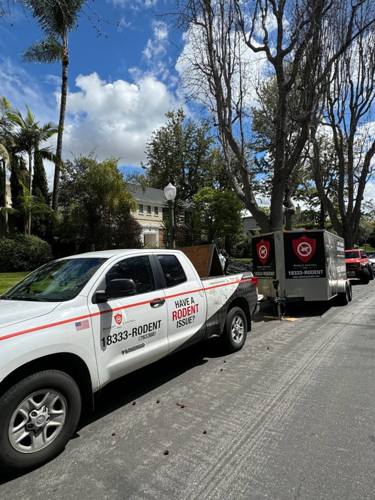 Local Rodent Control Expert