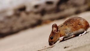 Rodent Control Services in CA | Rodent Control Inc.