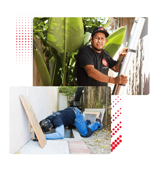 Professional rodent inspection – expert pest control solutions