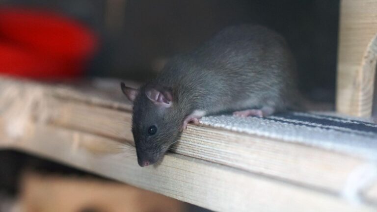 Residential Rodent Control Specialist